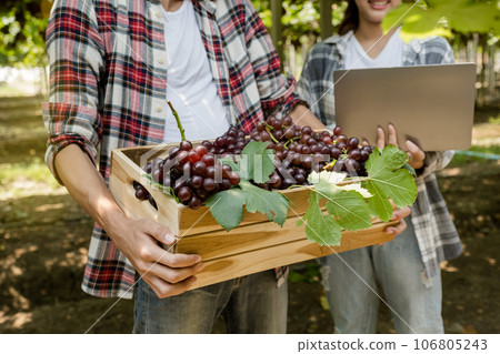 Young Asia Couple farmer holding grapes after harvest from the organic vineyard, healthy fruit concept 106805243