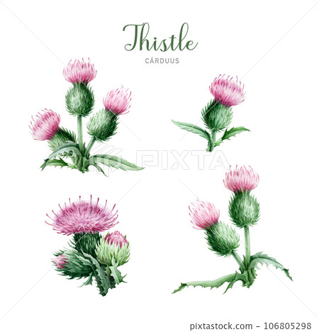 Thistle plant watercolor illustration set. Hand drawn thistle pink flowers with green leaves element set. Medical wildflower herb. Isolated on white background 106805298