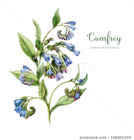 Comfrey plant with leaves and flowers. Watercolor vintage style botanical illustration. Hand drawn Symphytum officinale medicinal herb element. Blooming comfrey isolated on white background 106805299