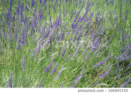 lavender 106805330