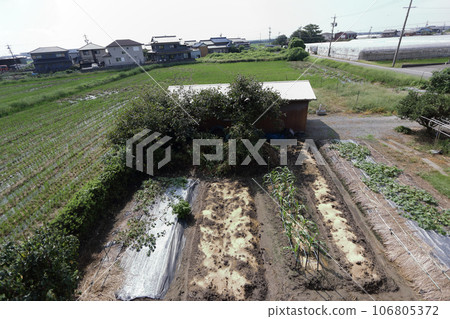 九月中旬的農民菜園 106805372