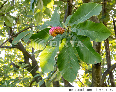 紅色玉蘭果和大葉子 紅色玉蘭果和大葉子 106805439