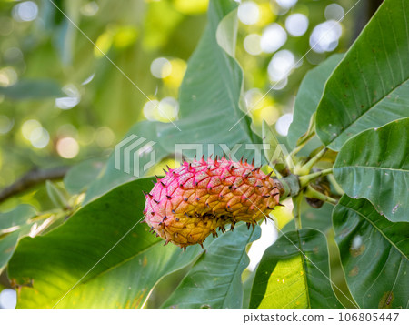 Red-colored magnolia fruit Red-colored magnolia fruit 106805447