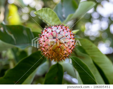 紅色玉蘭果 紅色玉蘭果 106805451