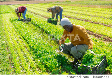 African man gardener harvesting fresh arugula 106805544