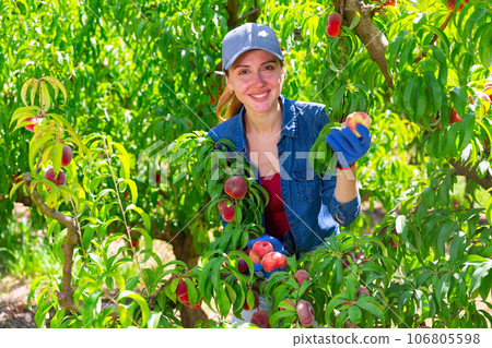 Female farmer picking peaches in fruit orchard 106805598