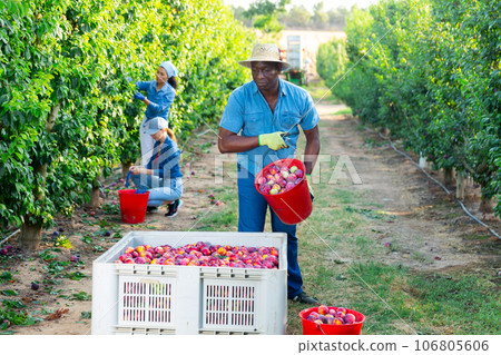 African american filling box with harvested plums in orchard 106805606