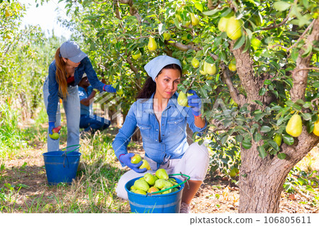 Successful female owner of orchard gathering harvest of pears in summertime 106805611