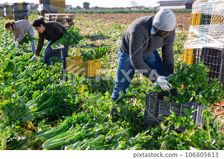 Man gardener harvesting celery on vegetable field 106805613