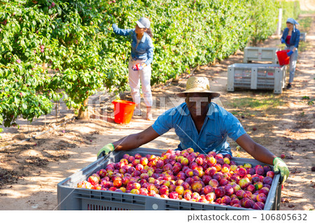 Portrait of a positive african american male farmer squatting near a crate of ripe plums Portrait of a positive african american male farmer squatting near a crate of ripe plums 106805632