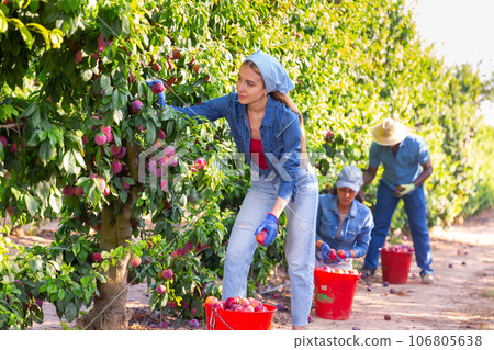 Young female gardener during harvesting of plums at garden 106805638