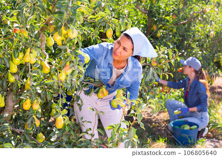 Successful female owner of orchard gathering harvest of pears in summertime 106805640