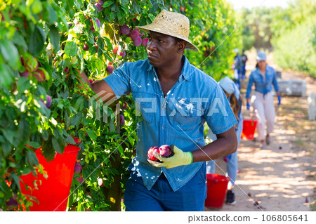 African male gardener picking plums from tree 106805641