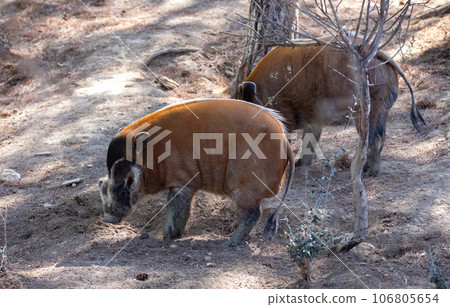 Red river hogs walking on forest glade on sunny day Red river hogs walking on forest glade on sunny day 106805654