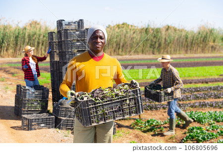 Portrait of positive farmer man holding crate full of red spinach in farm field 106805696