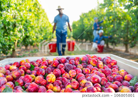 Crate with freshly harvested plums at orchard 106805801