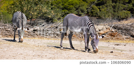 On clear sunny day, two animals, group of zebras grevy walk eat on shroud On clear sunny day, two animals, group of zebras grevy walk eat on shroud 106806090