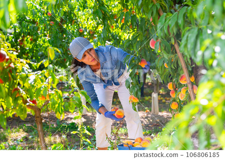 Woman farmer picks ripe peaches in the garden. Harvesting peaches in orchard Woman farmer picks ripe peaches in the garden. Harvesting peaches in orchard 106806185
