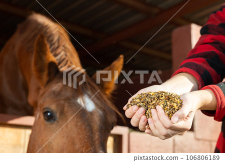 Hands of female holding horse feed in front of brown horse at stables Hands of female holding horse feed in front of brown horse at stables 106806189