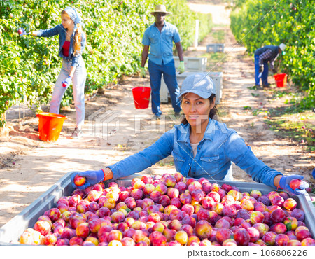 Woman posing with harvested plums at farm 106806226