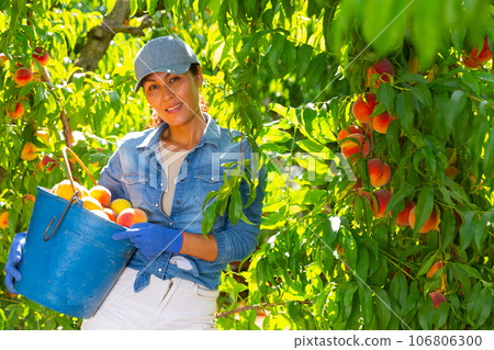 Woman with bucket of peaches 106806300