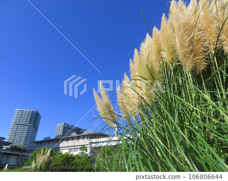 Pampas grass in the city shines against the blue sky 106806644