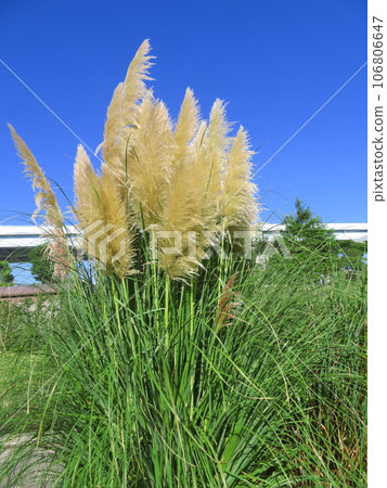 Pampas grass in the city shines against the blue sky Pampas grass in the city shines against the blue sky 106806647