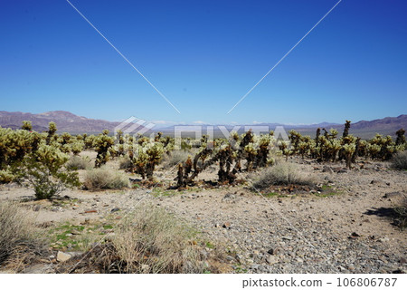 美國國家公園沙漠 106806787