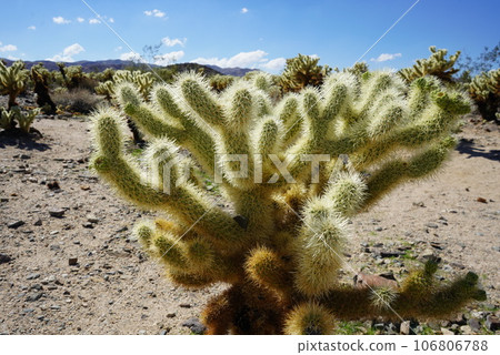 美國國家公園沙漠 106806788