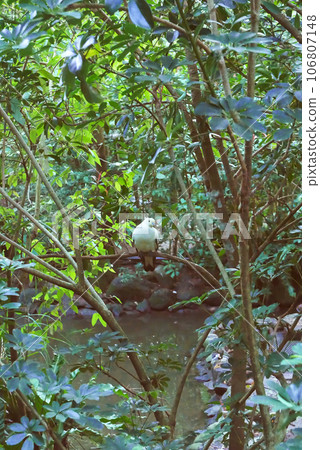 white bird in the woods 106807148