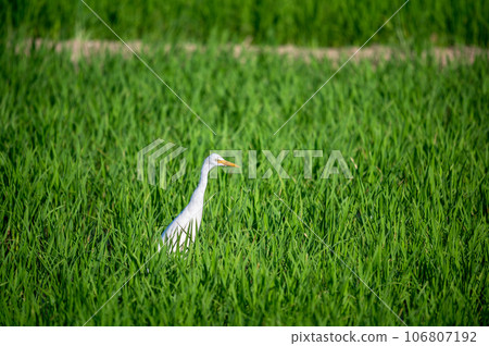 Graceful Egret Feeding in Verdant Rice Fields. 106807192