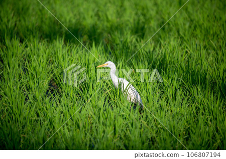 Serene Scene 106807194