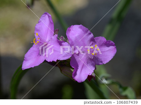 Yu Murasaki Yukusa Yu Murasaki Yukusa 106807439