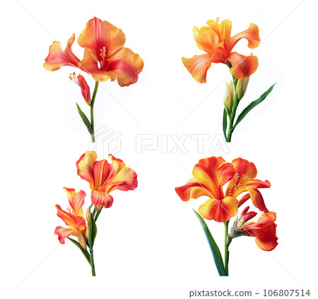 Image group of canna flowers on white background. Nature. Illustration, Generative AI. Image group of canna flowers on white background. Nature. Illustration, Generative AI. 106807514