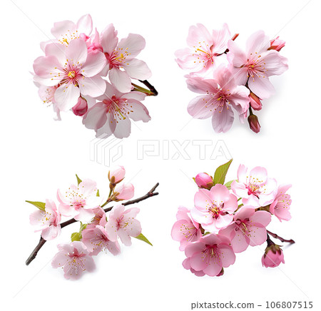 Image group of cherry blossom flower on white background. Nature. Illustration, Generative AI. 106807515
