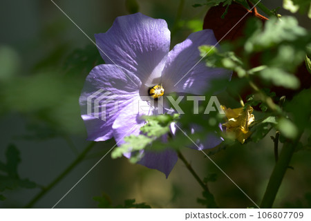 Ariogyne Hugery 106807709