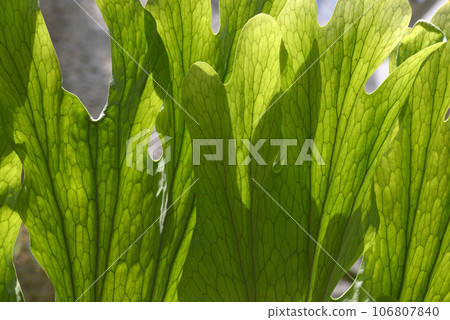 Platycerium Wandae 葉子圖案 106807840