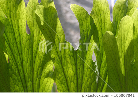 Platycerium Wandae leaf pattern 106807841