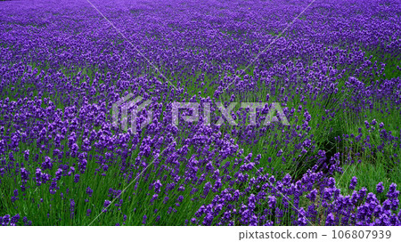 Hokkaido Farm Tomita Summer 106807939