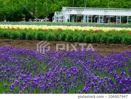 北海道富田農場 夏天 北海道富田農場 夏天 106807947