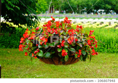 北海道富田農場 夏天 106807948