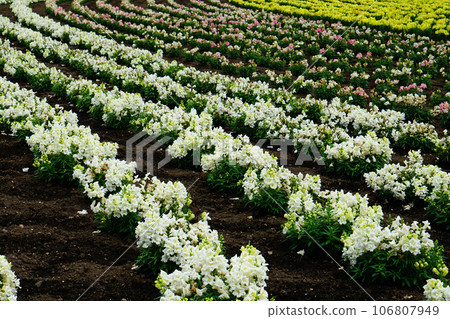 北海道富田農場 夏天 北海道富田農場 夏天 106807949