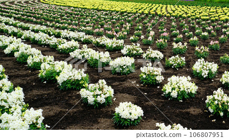 北海道富田農場 夏天 106807951