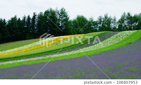 北海道富田農場 夏天 106807953