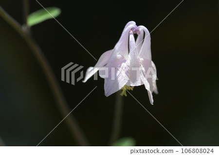 Columbine aquilegia Columbine aquilegia 106808024