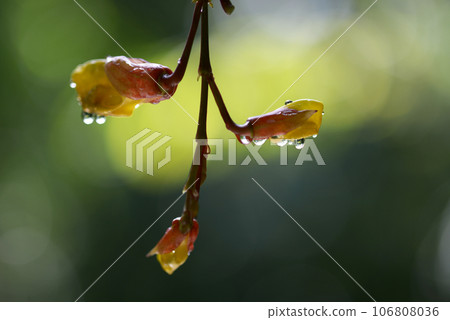 Tsunbergia Myresolesis 106808036