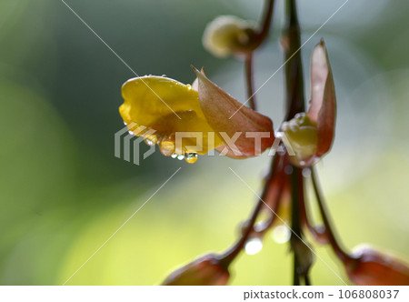 Tsunbergia Myresolesis Tsunbergia Myresolesis 106808037