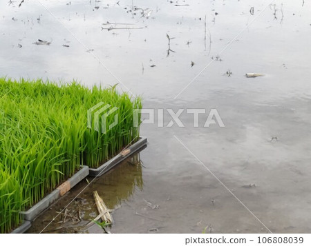 Rice planting ~RicePlanting Rice planting ~RicePlanting 106808039