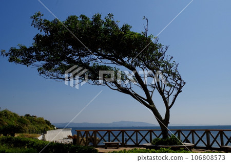 Trees that withstand the sea breeze at Uraga Kannonzaki Observatory Park 106808573