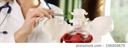 Gynecologist points with pen to location of pelvis with muscles. 106808679